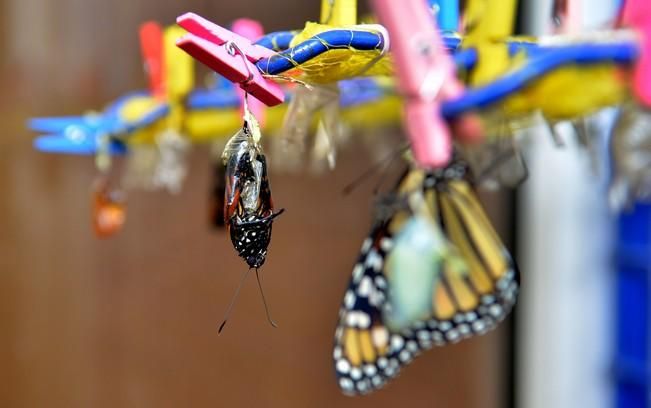 MARIPOSAS GRANJA