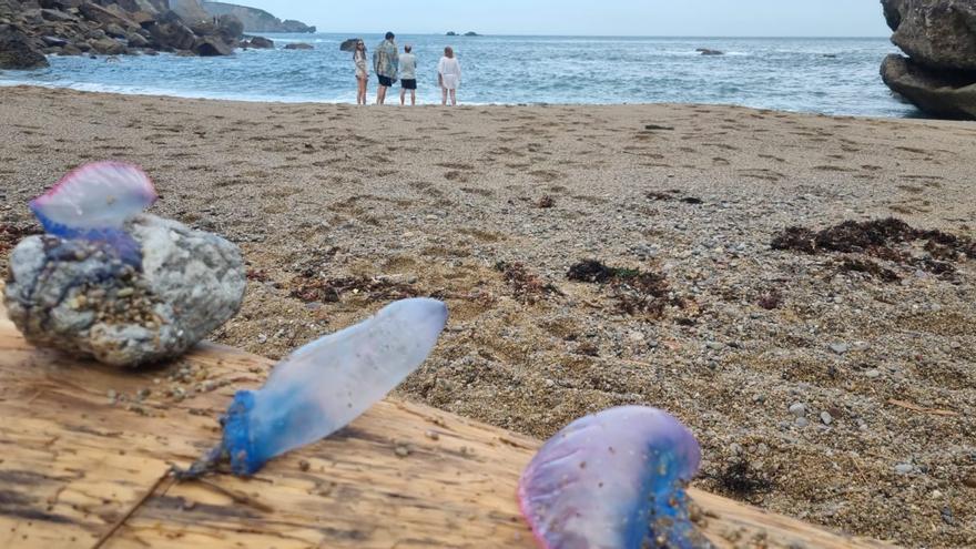 Las carabelas portuguesas siguen por la costa de Gijón