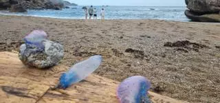 Las carabelas portuguesas siguen por la costa de Gijón