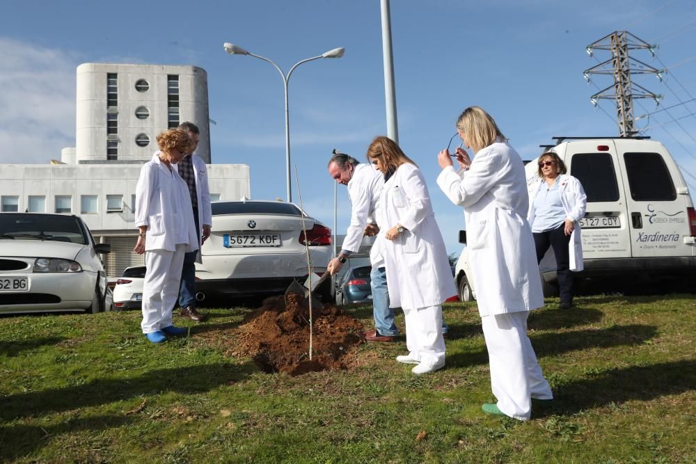 El guardián de la salud se viste de verde. El hospital Meixoeiro celebra sus treinta años con una plantación de carballos