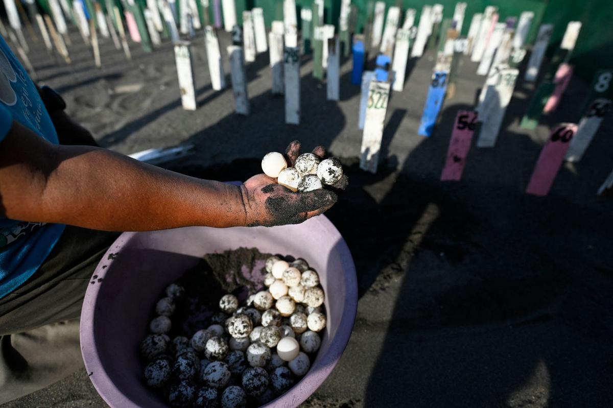 Crías de tortuga negra (Chelonia mydas agassizzii) se dirigen hacia el mar tras de ser liberadas en la playa de Sipacate, a unos 135 km al sur de Ciudad de Guatemala, el 19 de octubre de 2022.