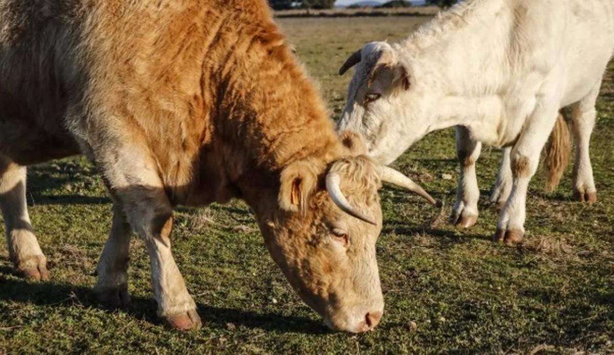 Vacas en una explotación ganadera en la provincia de Cáceres.