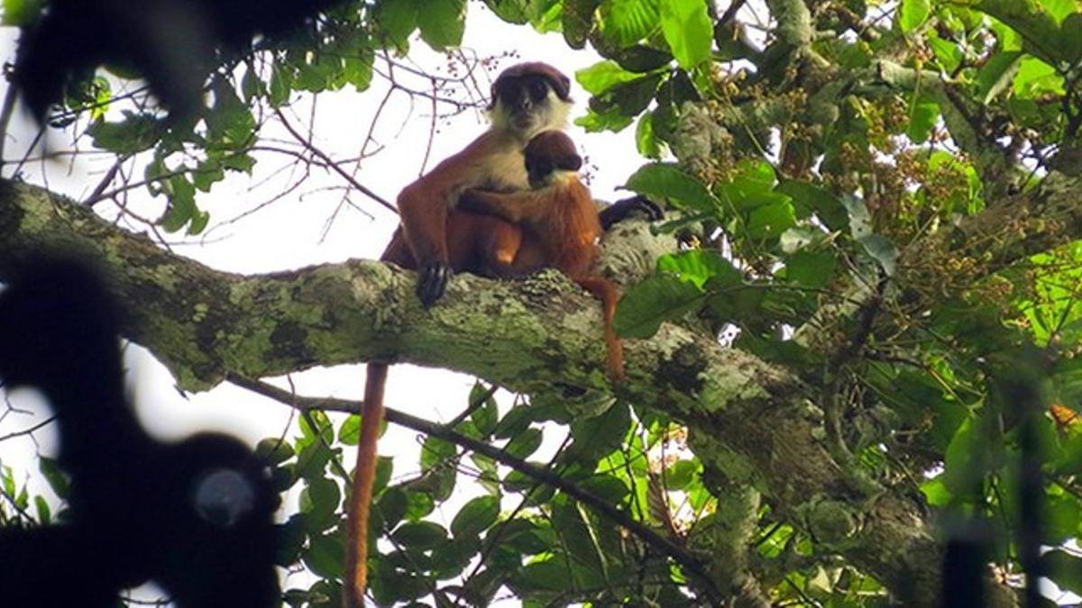 Ejemplares de colobo de Bouvier fotografiados en el parque nacional Ntokou-Pikounda, en la República del Congo