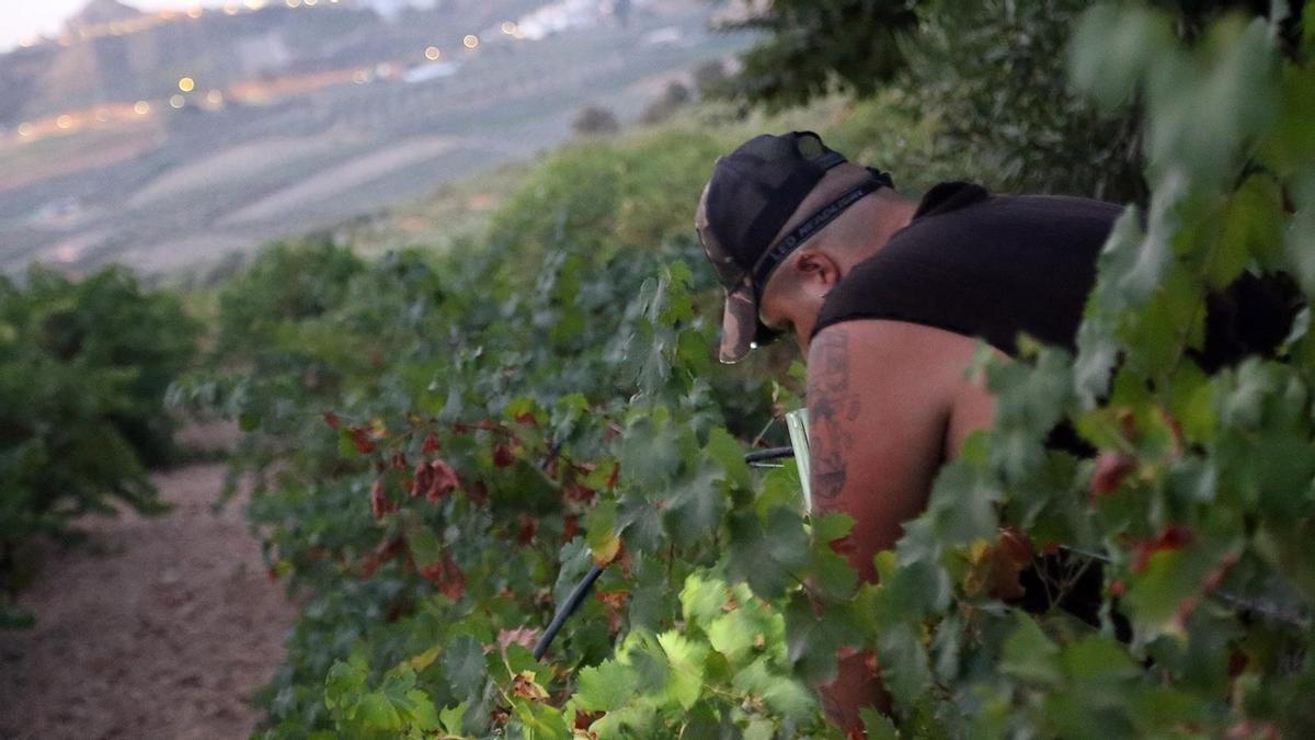 Un jornalero trabaja en un viñedo de Montilla-Moriles al inicio de una jornada nocturna durante la pasada vendimia.