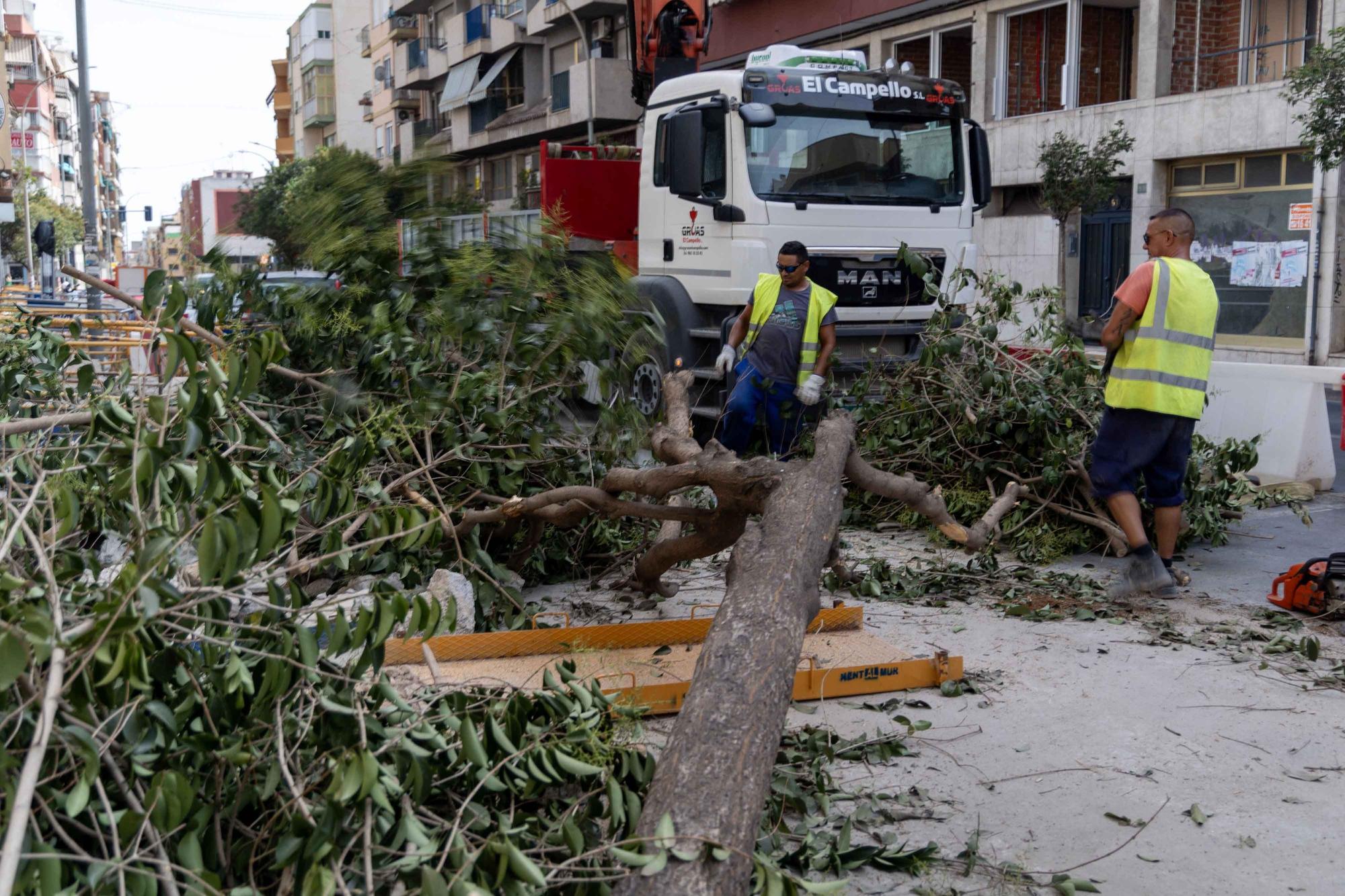 Arrancan árboles en la zona de obras de la Avenida de Jijona y Maestro Alonso