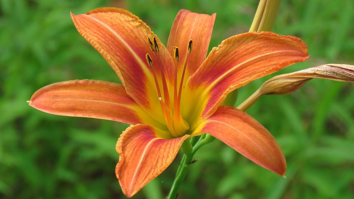 Las flores preservadas duran varios meses como el primer día