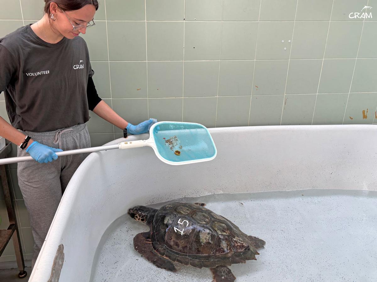 Rescats de fauna marina a la Costa Brava durant l'any passat
