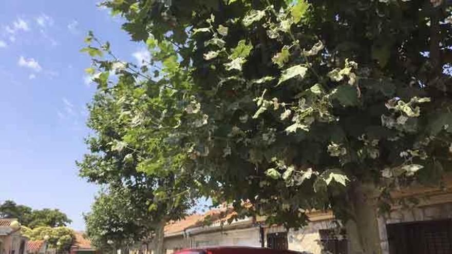 Árboles enfermos en el barrio de Las Eras.