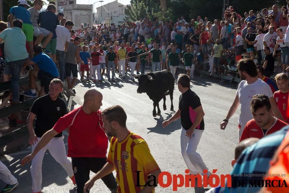 Primer encierro de Calasparra