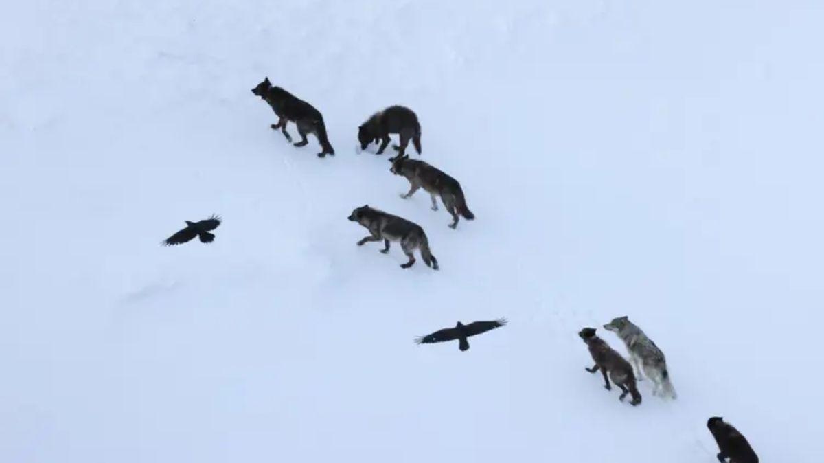 Los cuervos usan la memoria espacial para encontrar presas muertas atacadas por los lobos.