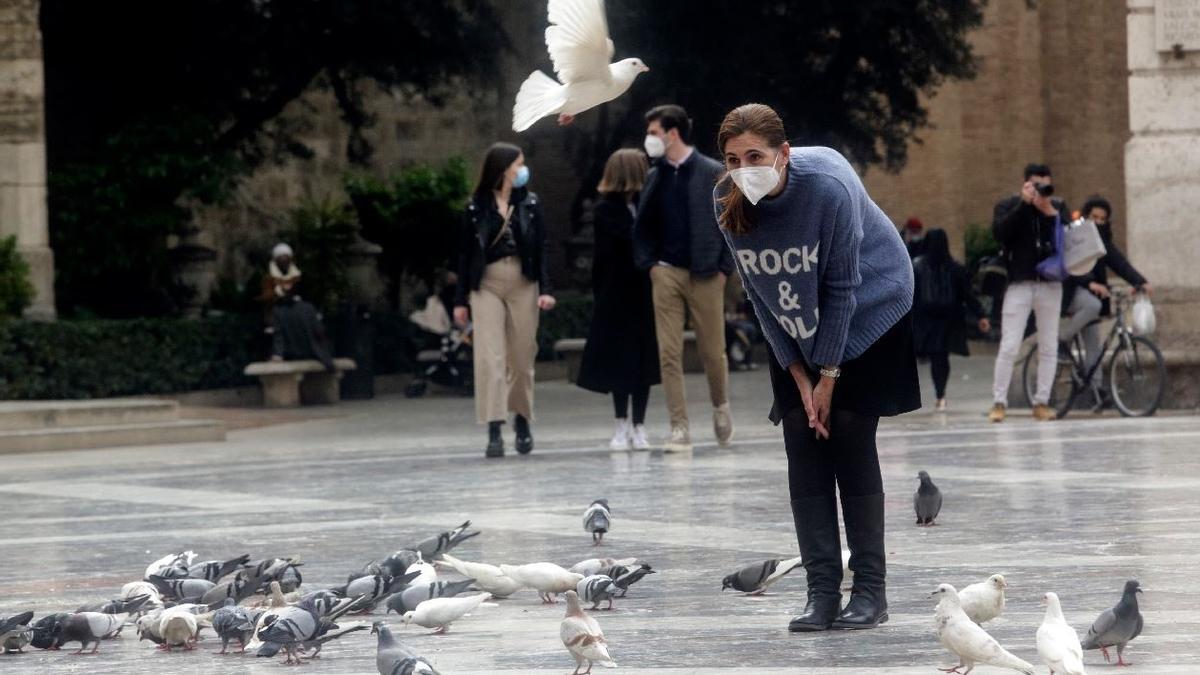 València consolida la reducción de palomas con &quot;métodos éticos&quot;