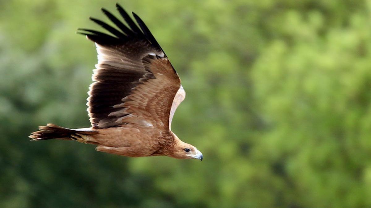 Un ejemplar de águila imperial ibérica.