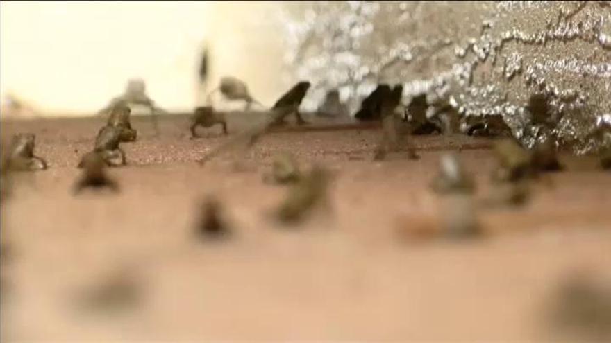 Residentes de una ciudad de Florida se enfrentan a la invasión de sapos venenosos