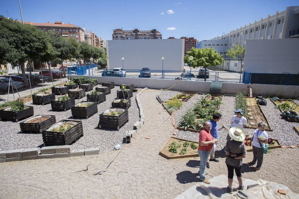 Hort interdisciplinari a l'IES Maltide Salvador de Castelló