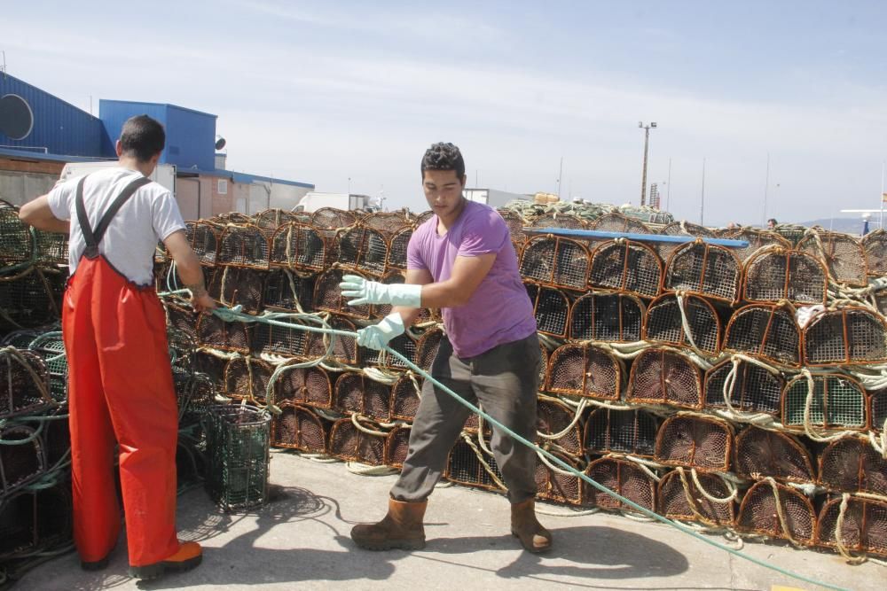 Por las lonjas de O Morrazo han pasado 400.000 kilos y 2,5 millones de euros.