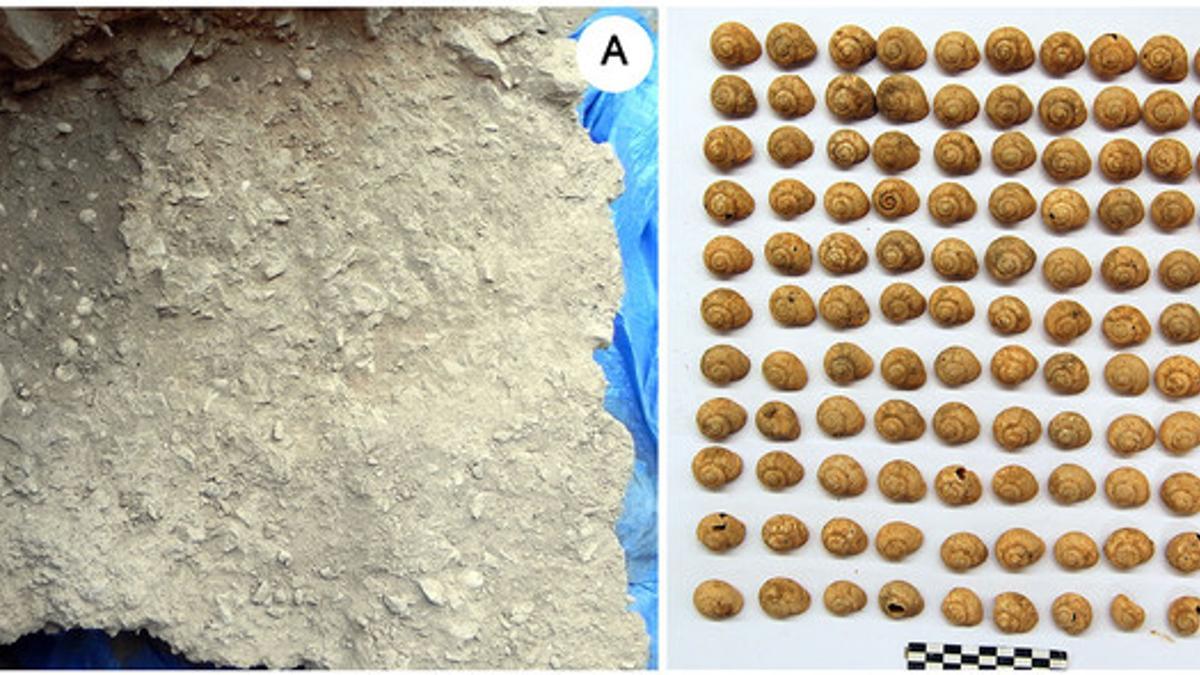 A la izquierda, sedimentos donde se han encontrado restos de combustión y los caracoles (derecha).