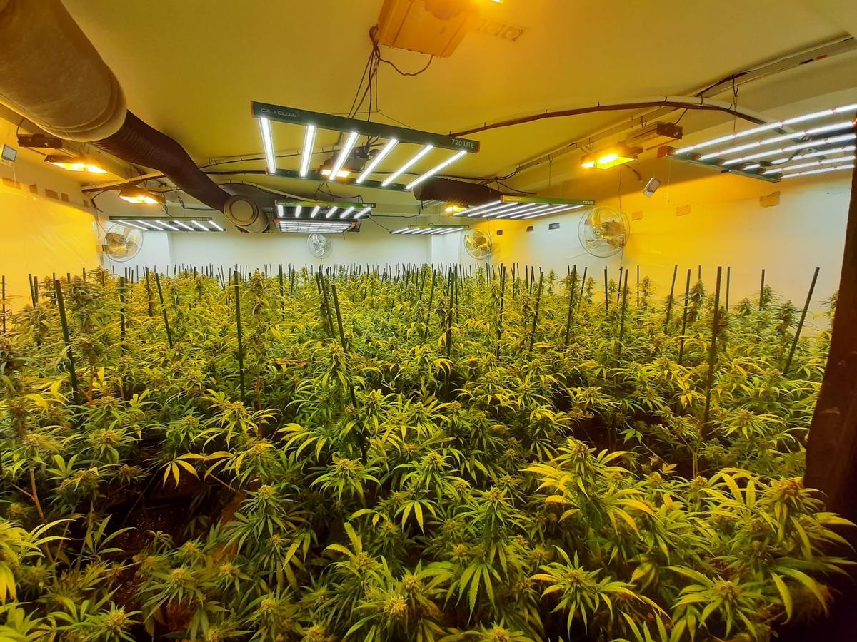 Plantació de marihuana trobada a la casa de La Torre de Claramunt