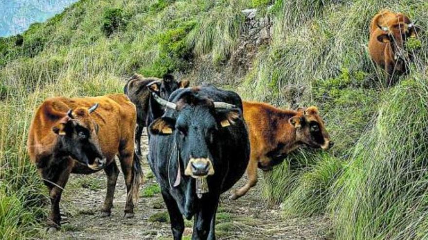 Die einheimischen Rinder leben das ganze Jahr über im Freien, fressen Dissgras und klettern geschickt die Hänge hinauf und hinunter.