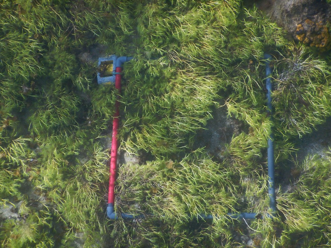 Las Canteras, guardería de biodiversidad marina