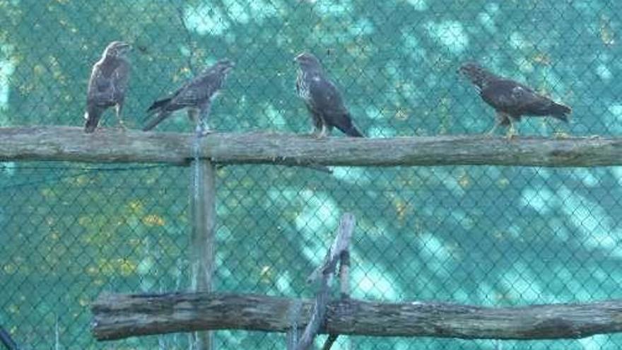 Parque de vuelo con varios ratoneros.