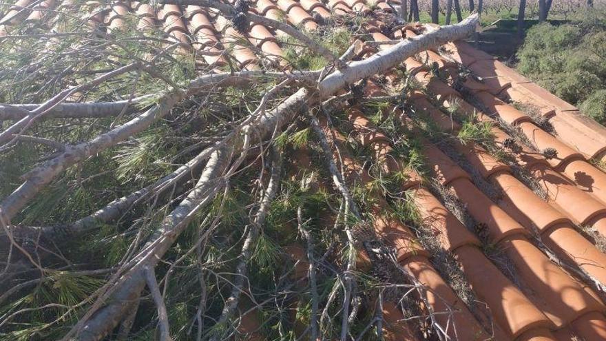 Dos árboles caen sobre una vivienda y una nave de la localidad de Puigmoreno