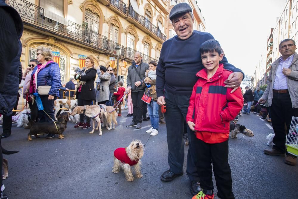 Bendición de animales por Sant Antoni del Porquet