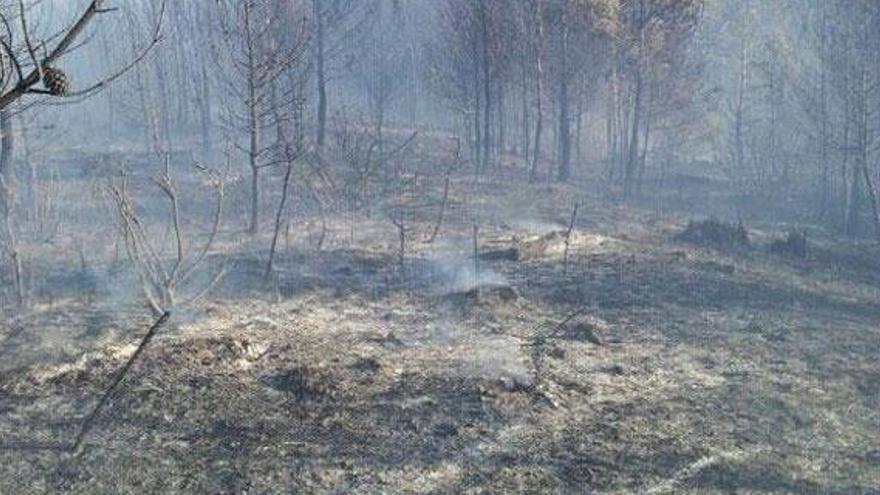 Erster Waldbrand des Jahres zerstört einen Hektar