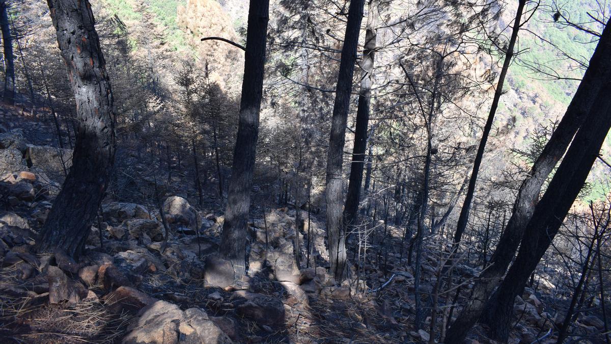 Pinsapos afectados por el incendio de Sierra Bermeja