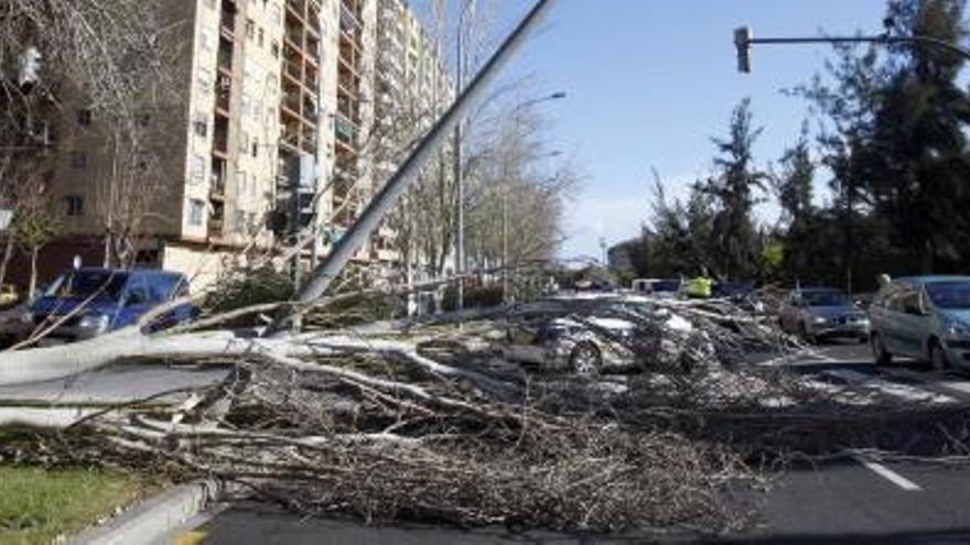 Árbol caído en la calle Manuel de Falla