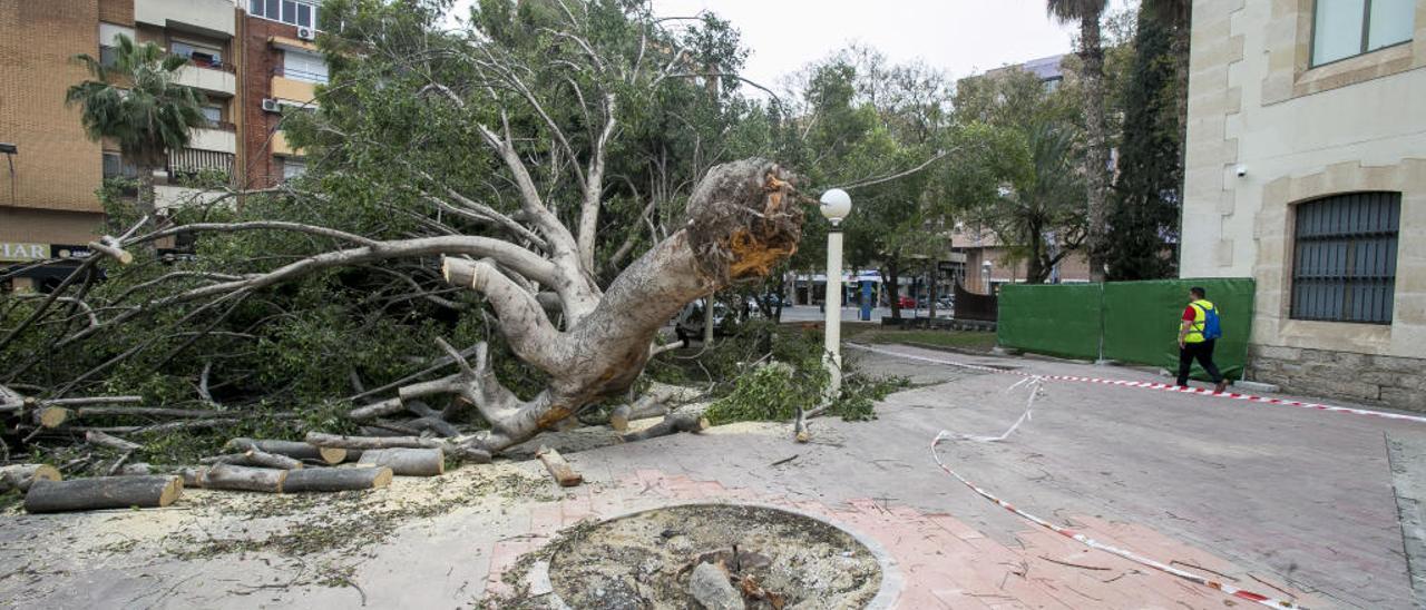 Aspecto que presentaba ayer por la tarde el ficus caído en la plaza de los juzgados el pasado fin de semana.