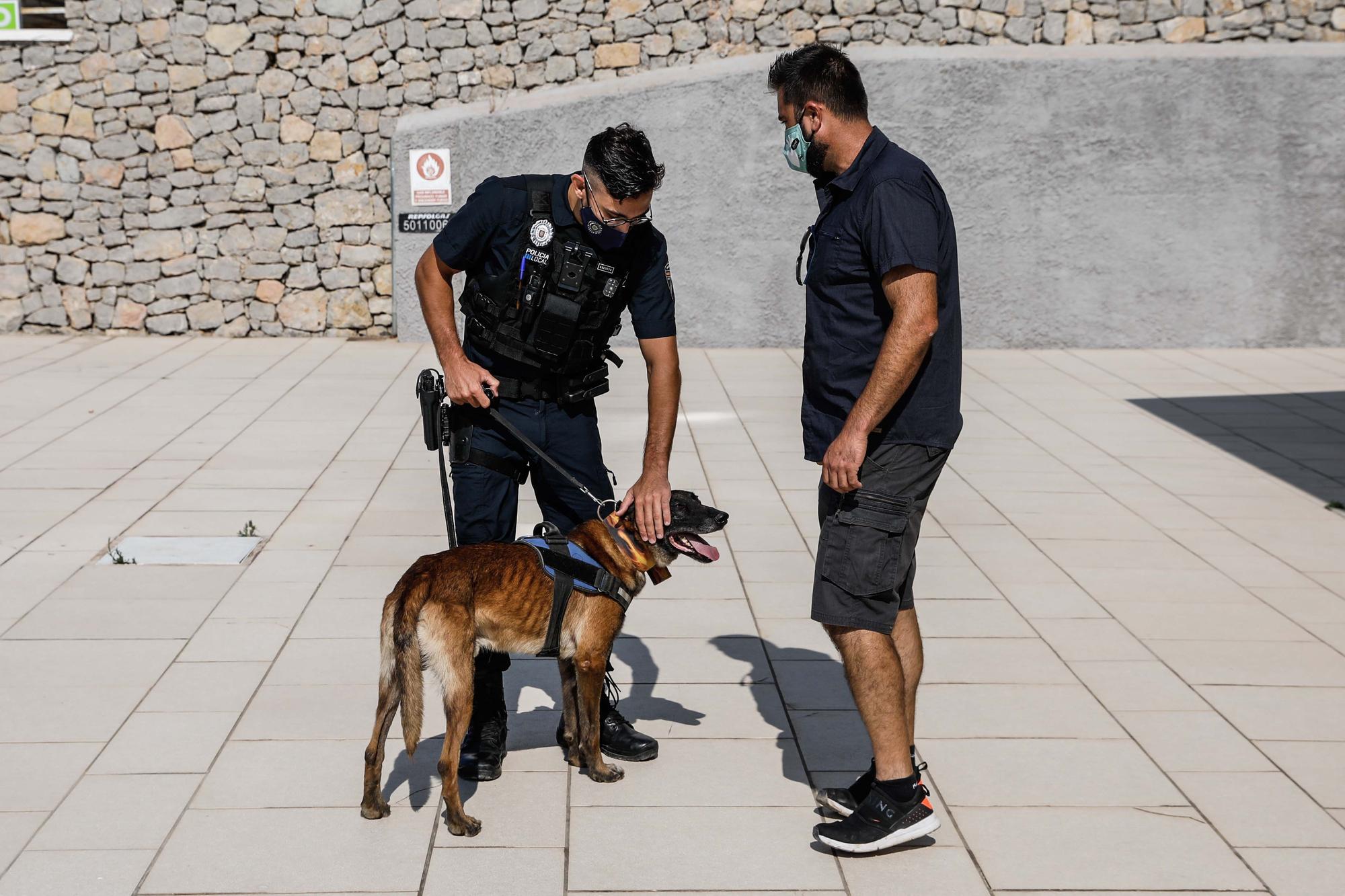 Kata y Mustang, los dos nuevos agentes caninos de Sant Antoni