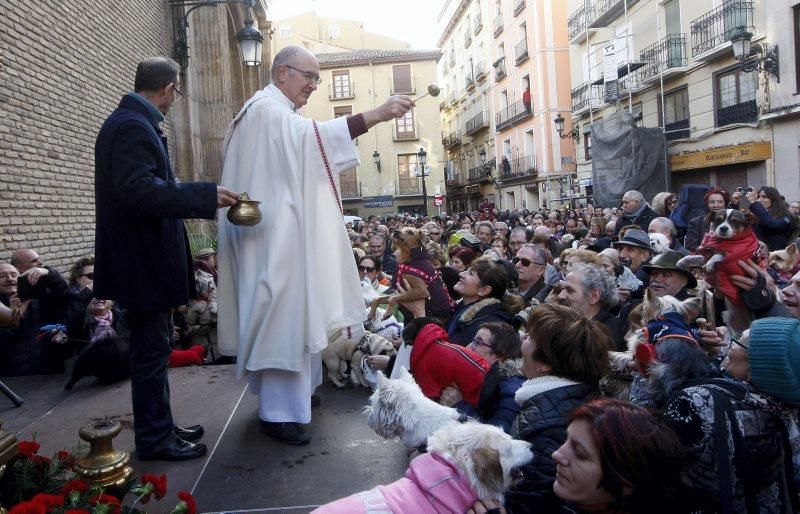 Celebración de San Antón, bendición de los animales