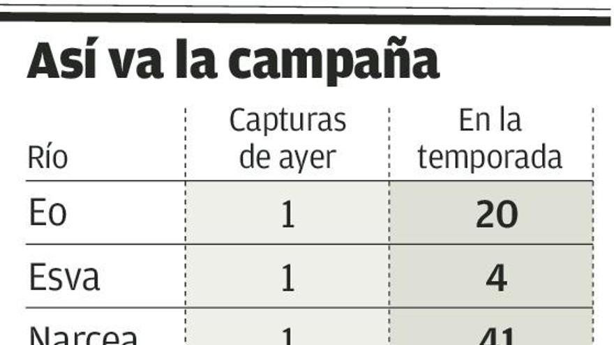 El Sella aportó ocho de los trece salmones de ayer