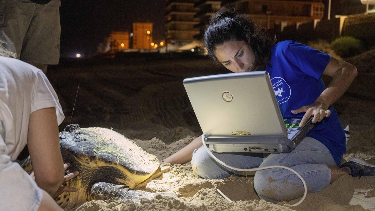 Veterinària de la Fundació Oceanogràfic durant la posta d’una tortuga careta en una platja valenciana.