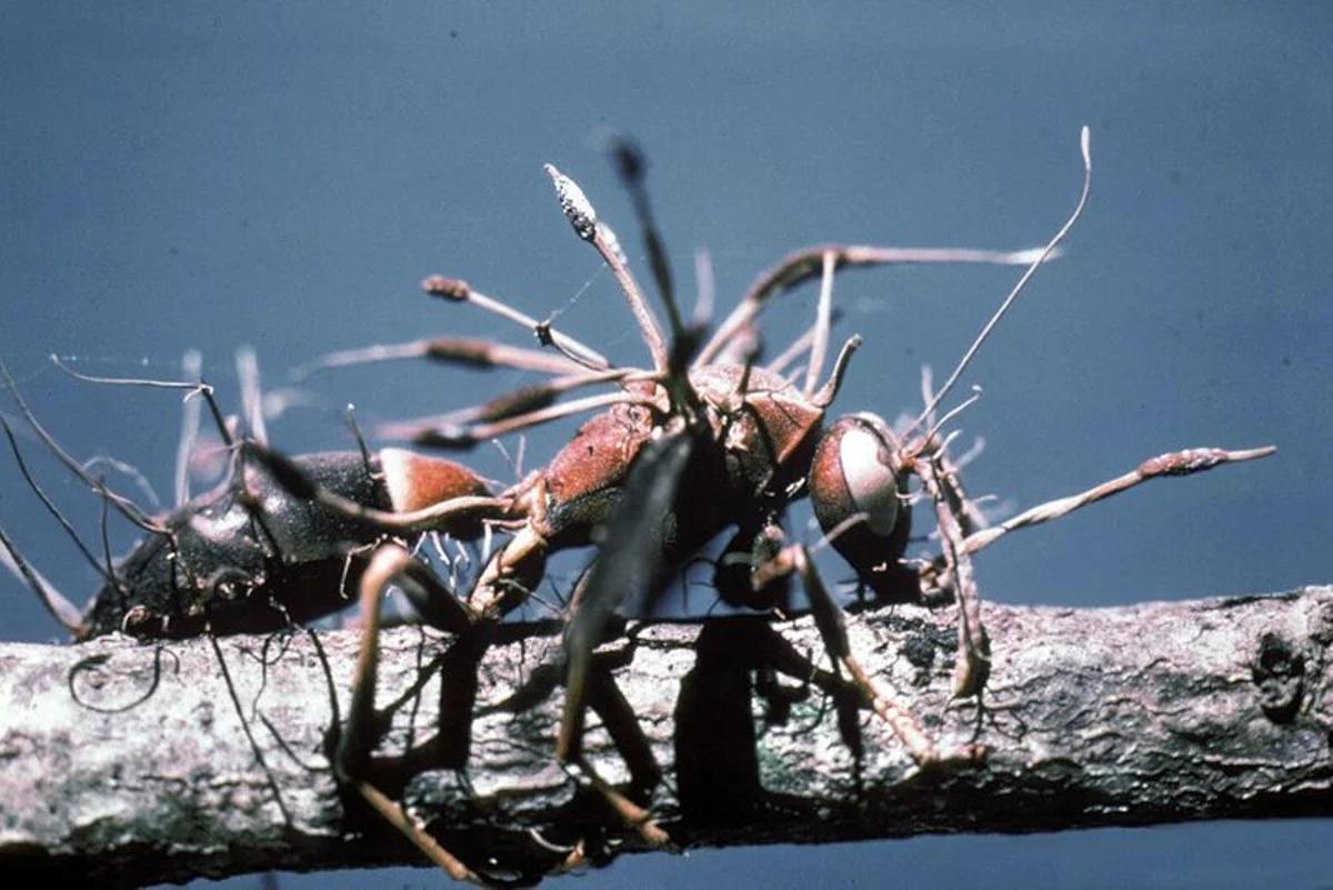 Avispa afectada por el Cordyceps