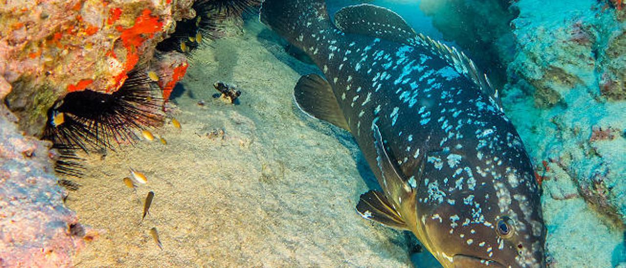 El Cabildo creará pecios en el litoral para promocionar el turismo de buceo