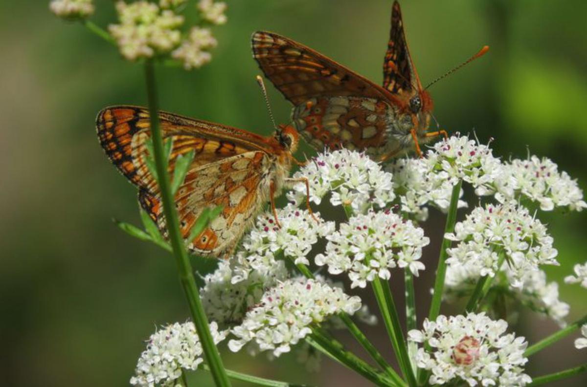 Ejemplares de la especie protegida. |  S. González