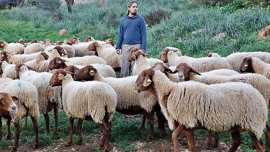 Rotbraune Haut und cremefarbenes Fell: Toni Seguí mit seiner Herde von Mutterschafen.