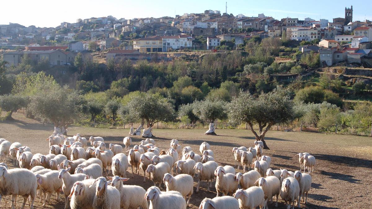 Un rebaño de ovejas en Fermoselle