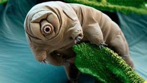 Tardígrado con musgo de 1 milímetro de longitud visto al microscopio.