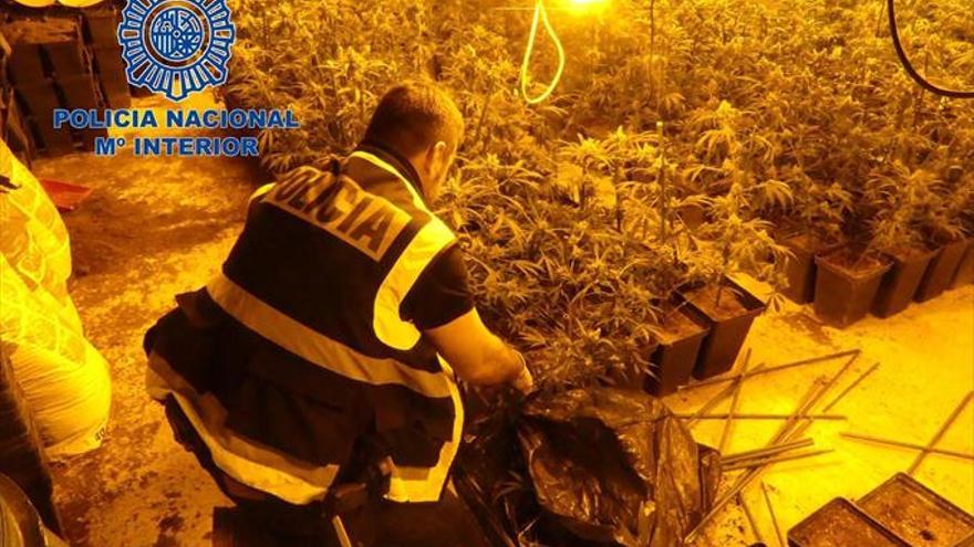 La policía detiene a siete personas en Mérida e interviene 1.600 plantas de marihuana