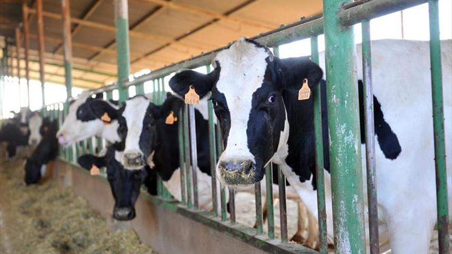 Córdoba sigue liderando el sector del vacuno de leche en Andalucía