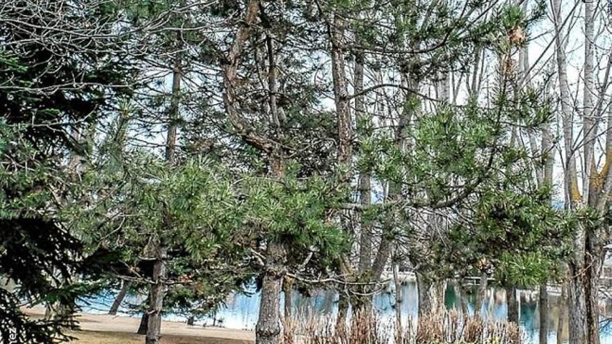 Arbres del parc Shierbeck afectats per la processionària