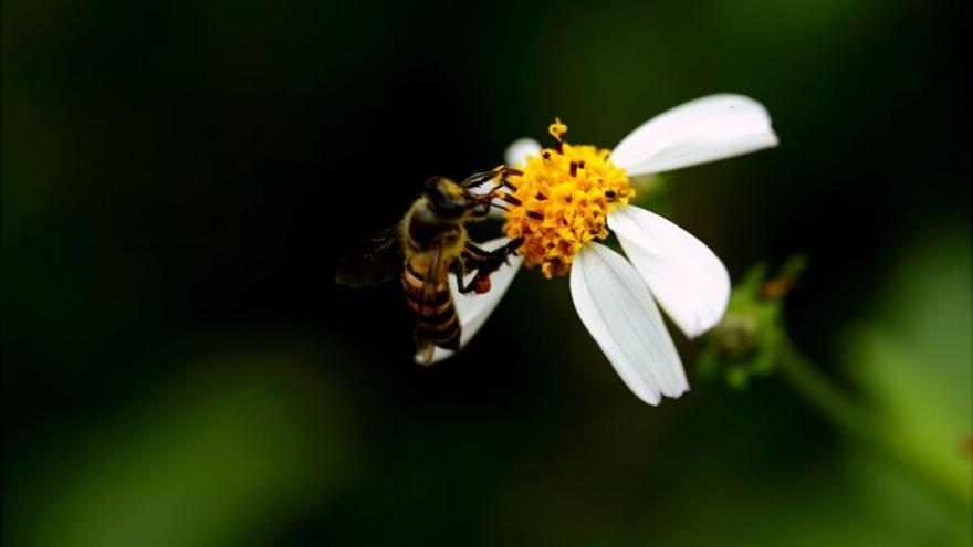 El exceso de luz artificial altera la polinización de las flores