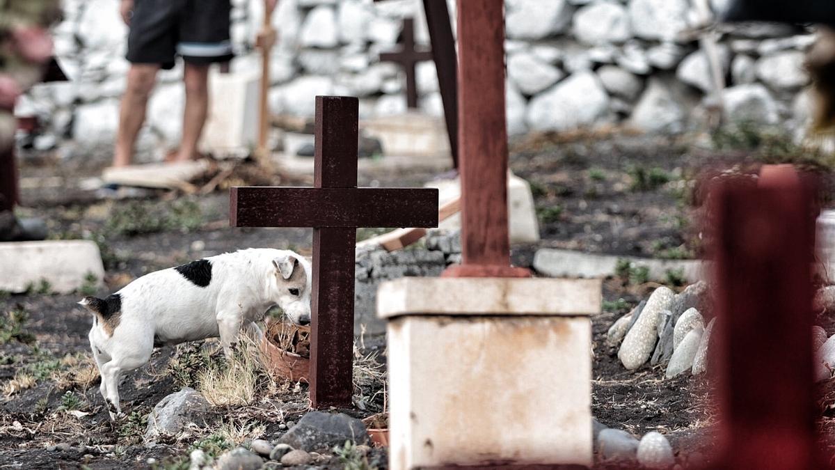 Un perro en un cementerio de Canarias.