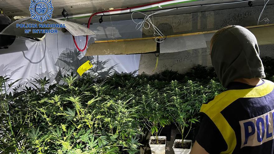 La Policía descubre una gran plantación de marihuana en el sótano de una casa de Palma