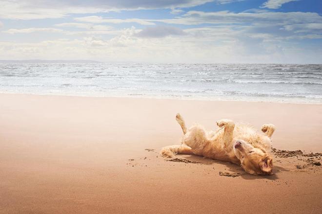 Perro en una playa