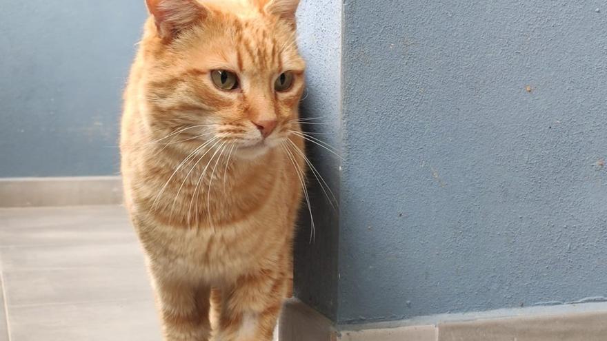 El Refugio de Animales de Paterna promueve las adopciones de gatos que en 2023 alcanzaron las 151