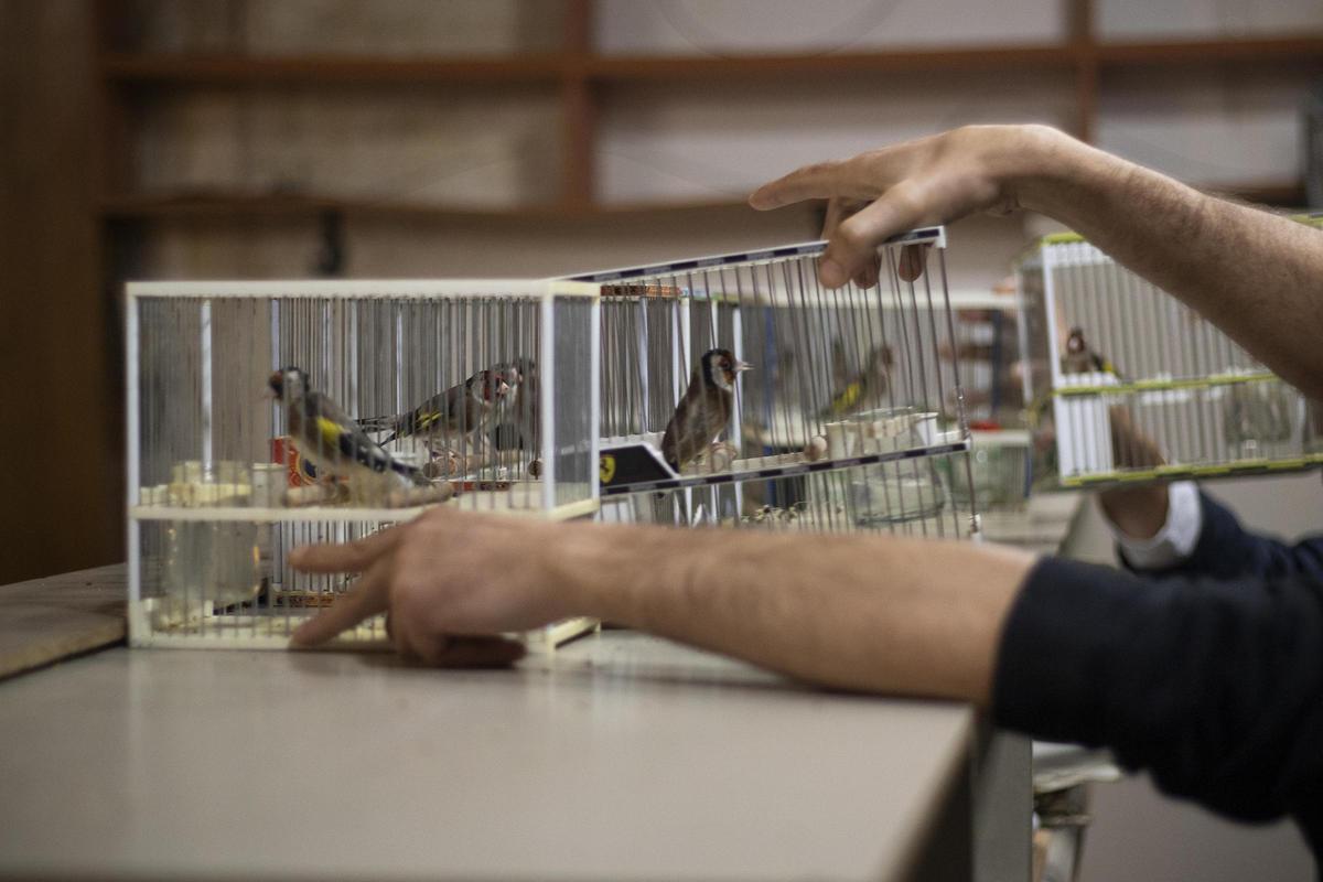 Proyecto fotográfico ocellaires.