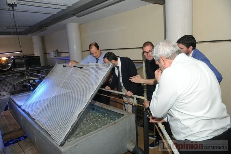 El acuario de la UMU albergará las especies emblemáticas del Mar Menor